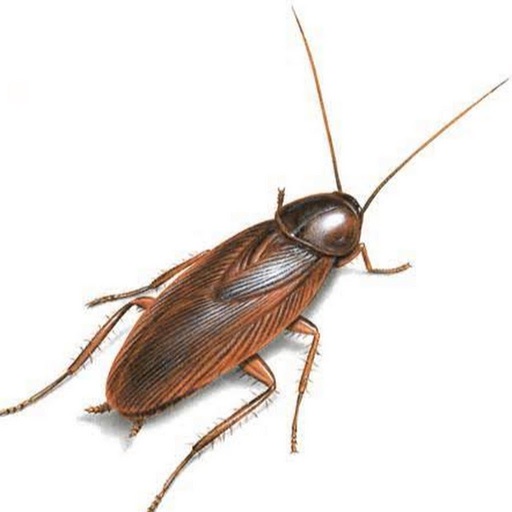 Roach