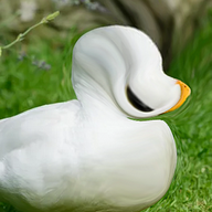duck123acb's avatar
