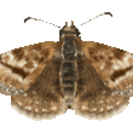 moth's avatar