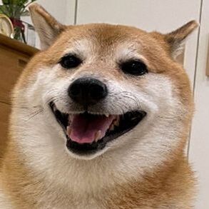BoT_dOgE