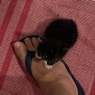 BAAARUDOUUUU's avatar