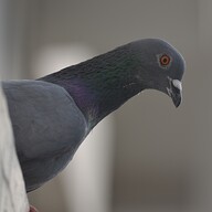 ChefYeshpal's avatar