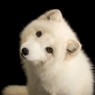 Aarav-J's avatar