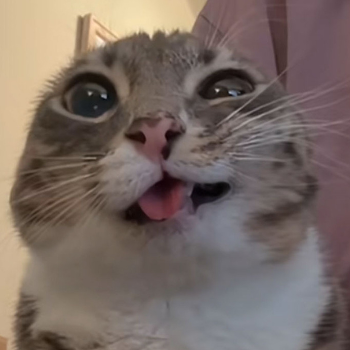 Mistr