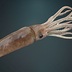 A Random Squid