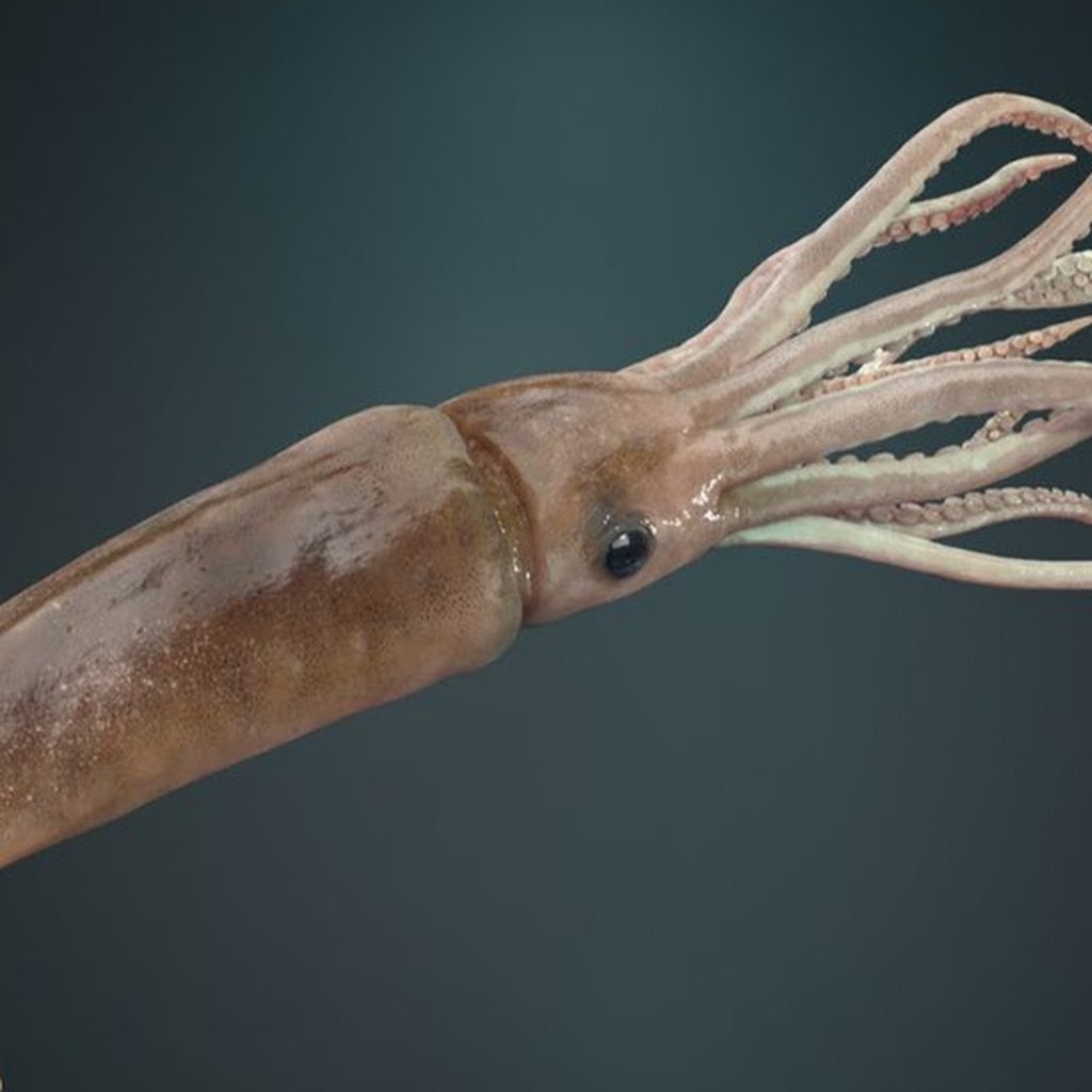 A Random Squid