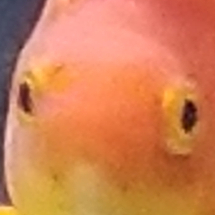 Mr.Chicken