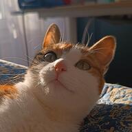Paillat's avatar