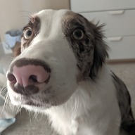Ellie Bonilla's avatar