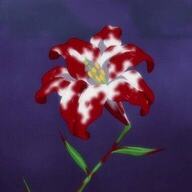 Lys's avatar