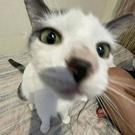 CassidyCodes's avatar