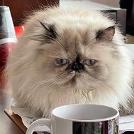 marinamolinat's avatar