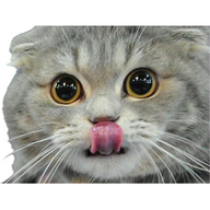 Ferboinkles's avatar