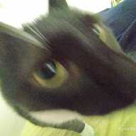 Bob the Builder's avatar