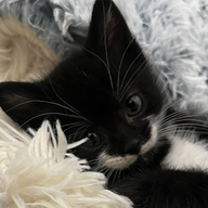 shayaanadib's avatar