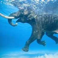 abominablepug's avatar