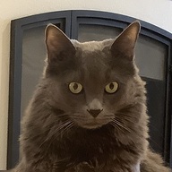 Simon