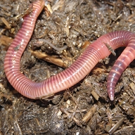 worm